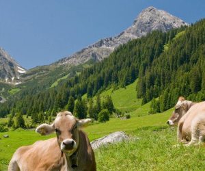 allgau alpen allgau alpen